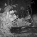 Camera Traps Clear an Endangered Animal of Crop Raiding in Honduras