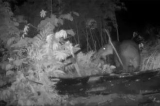 Camera Traps Clear an Endangered Animal of Crop Raiding in Honduras
