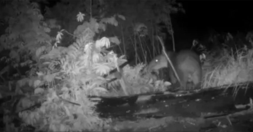 Camera Traps Clear an Endangered Animal of Crop Raiding in Honduras