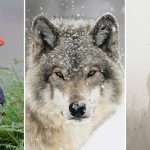 Wildlife Photography in Bad Weather. Why the Worst Days Make the Best Shots