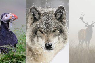 Wildlife Photography in Bad Weather. Why the Worst Days Make the Best Shots