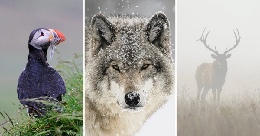 Wildlife Photography in Bad Weather. Why the Worst Days Make the Best Shots