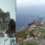 WWF Snow Leopard Camera Trap Survey Reveals China's Elusive Big Cats