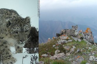 WWF Snow Leopard Camera Trap Survey Reveals China's Elusive Big Cats