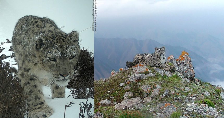 WWF Snow Leopard Camera Trap Survey Reveals China's Elusive Big Cats