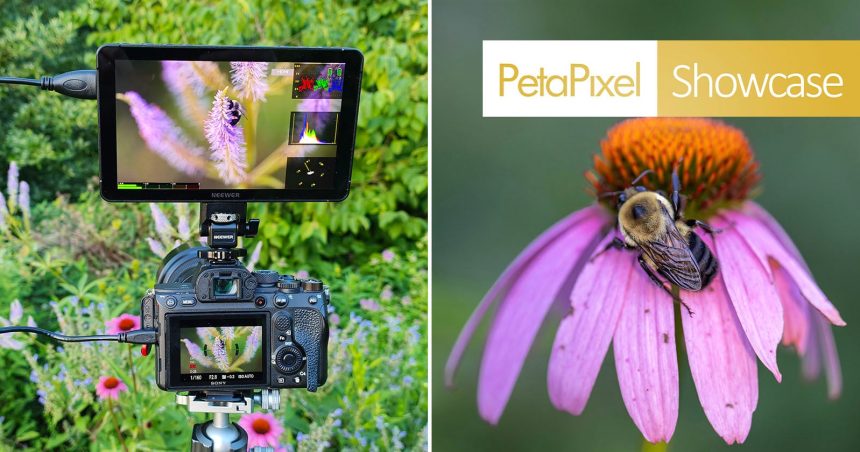 Neewer F700U. The OLED field monitor that finally won me over