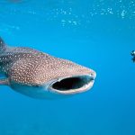 Whale Shark Cams. A Fish-Eye View of the Ocean's Biggest Feast