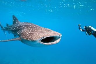 Whale Shark Cams. A Fish-Eye View of the Ocean's Biggest Feast
