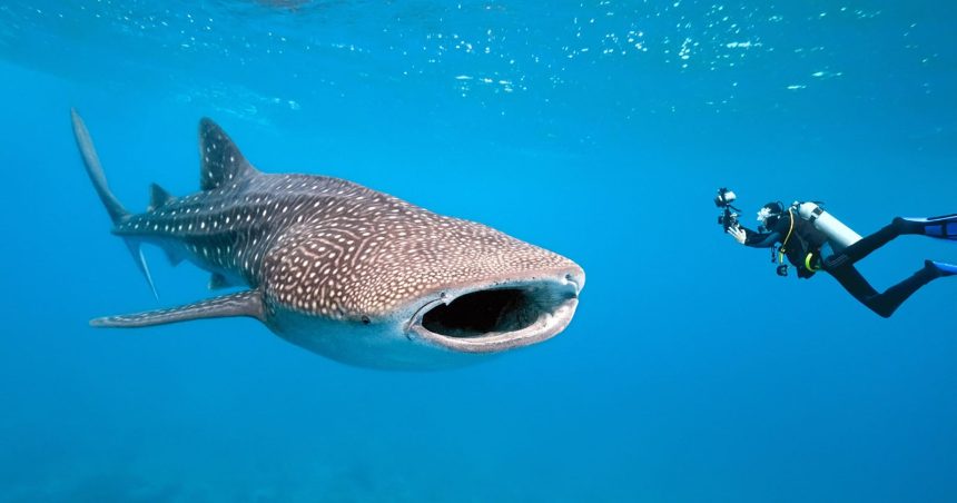 Whale Shark Cams. A Fish-Eye View of the Ocean's Biggest Feast