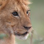 DJI Inspire Goes Wild. How a Kenyan drone pilot filmed a lion's rise to king