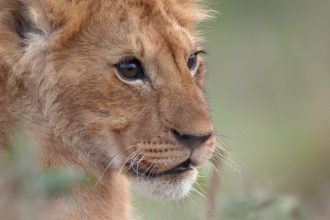 DJI Inspire Goes Wild. How a Kenyan drone pilot filmed a lion's rise to king