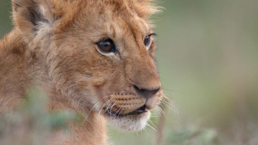 DJI Inspire Goes Wild. How a Kenyan drone pilot filmed a lion's rise to king