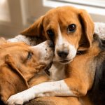 Kindred Companion Sciences Beagles. Puppies engineered to skip the sneezes