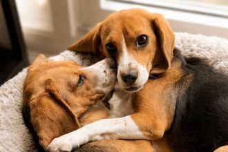 Kindred Companion Sciences Beagles. Puppies engineered to skip the sneezes