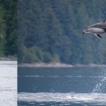 OM System OM-1 Mark II. How a pro froze leaping dolphins mid-air
