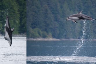 OM System OM-1 Mark II. How a pro froze leaping dolphins mid-air