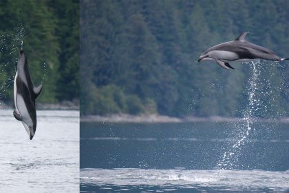 OM System OM-1 Mark II. How a pro froze leaping dolphins mid-air