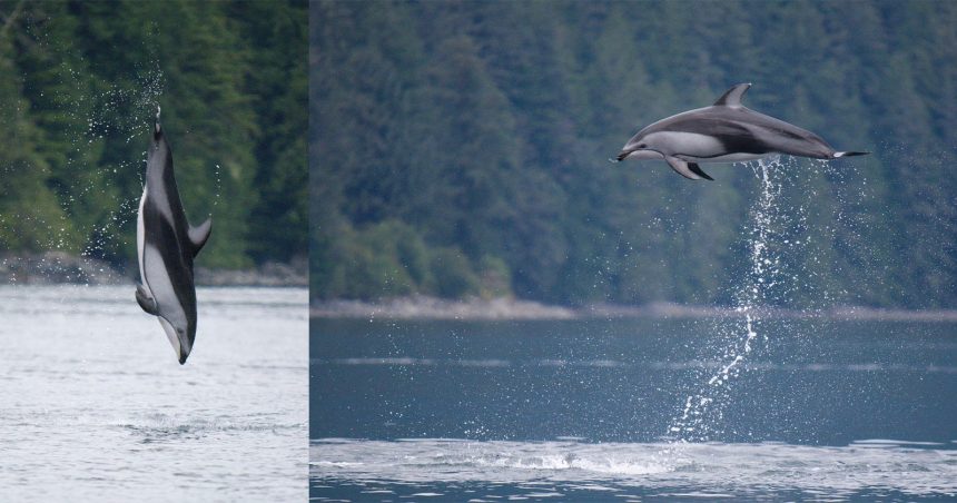 OM System OM-1 Mark II. How a pro froze leaping dolphins mid-air
