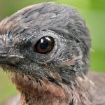 Nova the Lyrebird. The 37-year-old avian sound designer who nailed a Polaroid shutter