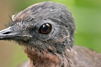 Nova the Lyrebird. The 37-year-old avian sound designer who nailed a Polaroid shutter