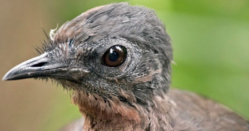 Nova the Lyrebird. The 37-year-old avian sound designer who nailed a Polaroid shutter
