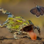 Wildlife Photographer of the Year 2026. Fifteen finalists steal the spotlight