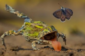 Wildlife Photographer of the Year 2026. Fifteen finalists steal the spotlight