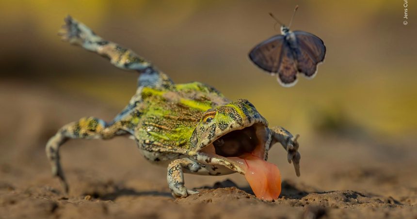 Wildlife Photographer of the Year 2026. Fifteen finalists steal the spotlight