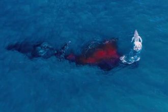 Drone Captures First Aerial Footage of a Humpback Whale Birth