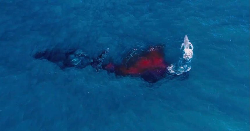 Drone Captures First Aerial Footage of a Humpback Whale Birth