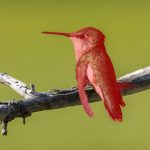 Adobe Lightroom August Update. Masking gets a serious precision boost