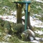Trail Cameras Capture First Wild Pine Marten Kits in England in a Century