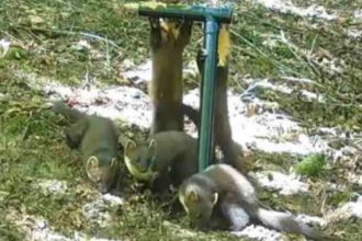 Trail Cameras Capture First Wild Pine Marten Kits in England in a Century
