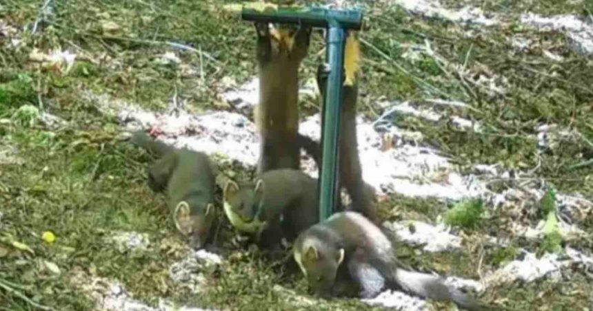 Trail Cameras Capture First Wild Pine Marten Kits in England in a Century