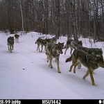 Trail Cameras in Michigan. How 1,311 Lenses Counted an Entire Wolf Population