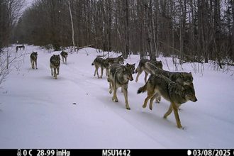 Trail Cameras in Michigan. How 1,311 Lenses Counted an Entire Wolf Population