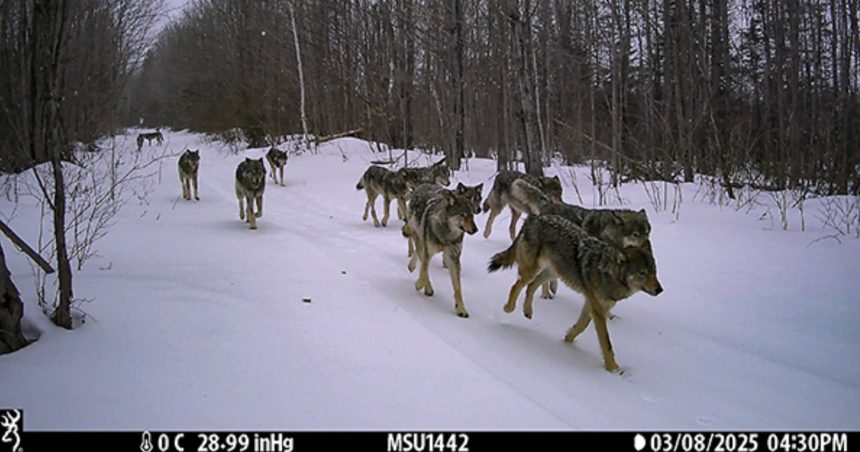 Trail Cameras in Michigan. How 1,311 Lenses Counted an Entire Wolf Population