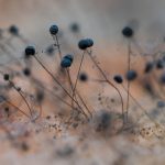 Fall mold season. Why your toilet tank lid is an early warning system