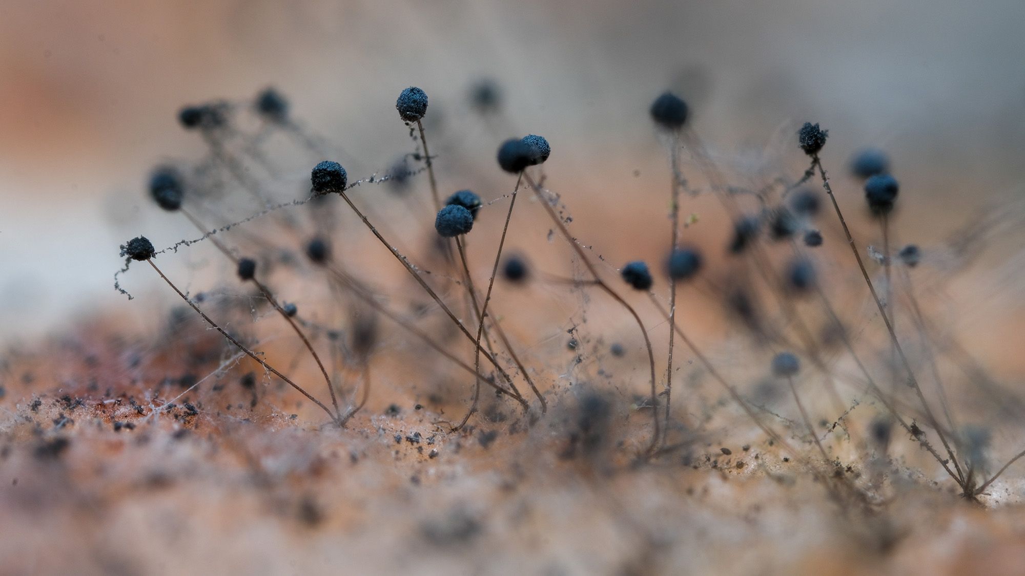 Fall mold season. Why your toilet tank lid is an early warning system