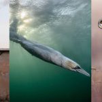 Bird Photographer of the Year 2026. A diving gannet takes the crown
