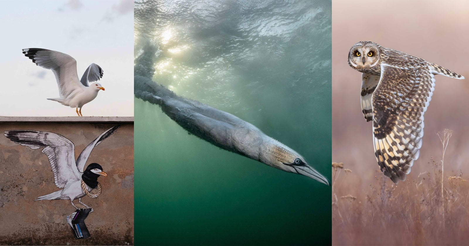 Bird Photographer of the Year 2026. A diving gannet takes the crown