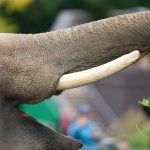 Sony FE 400mm F4.5 GM OSS. Zoo portraits and Montana bison put the light G Master to work