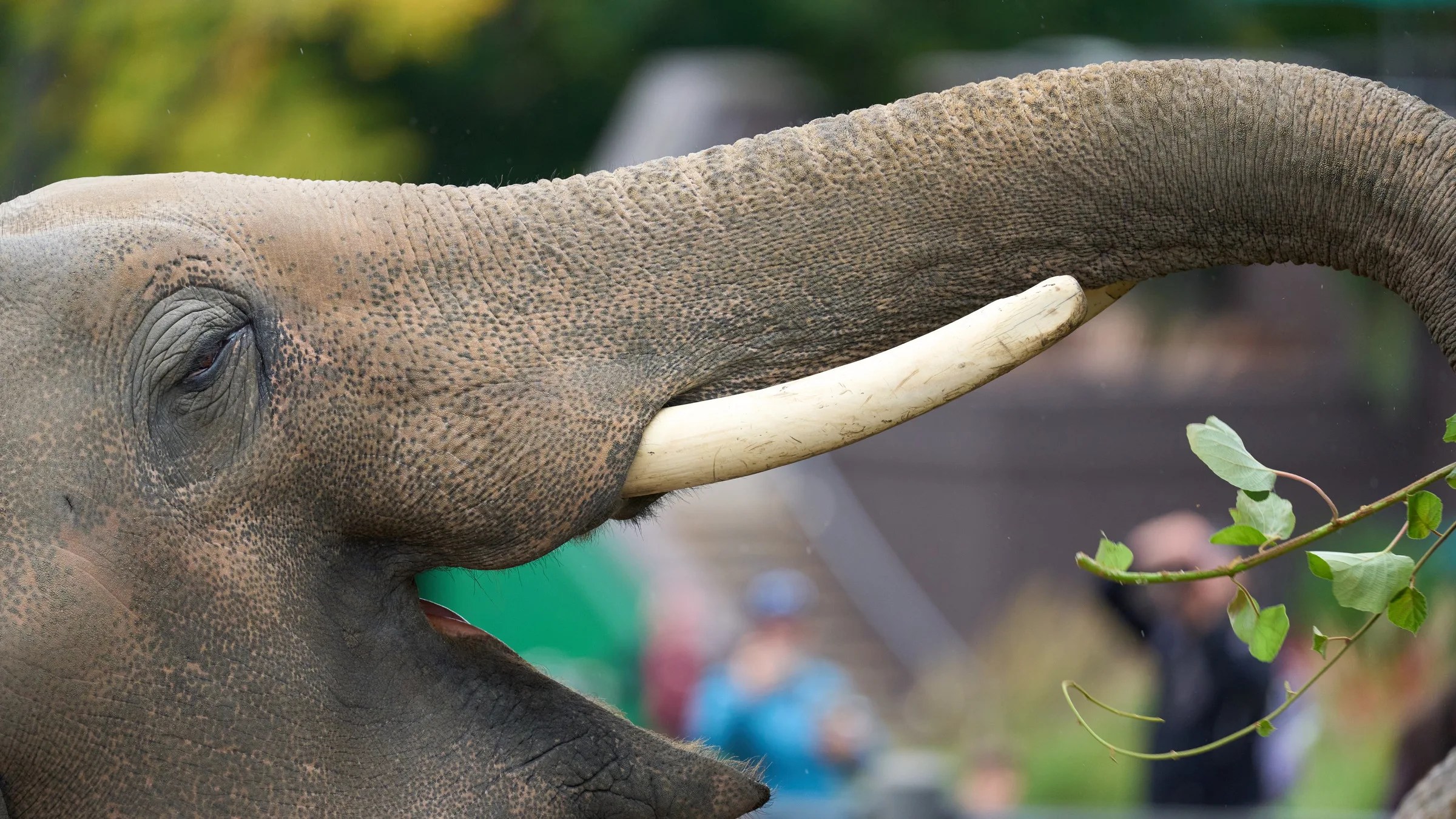 Sony FE 400mm F4.5 GM OSS. Zoo portraits and Montana bison put the light G Master to work