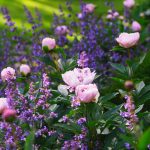 Dividing perennials. The September garden trick that pays out in free plants