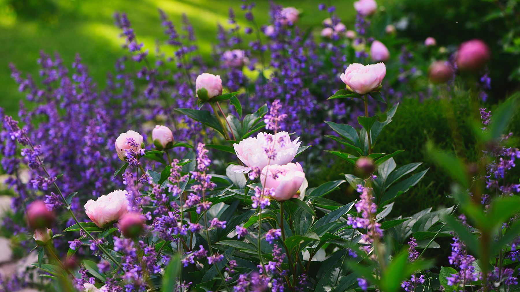Dividing perennials. The September garden trick that pays out in free plants