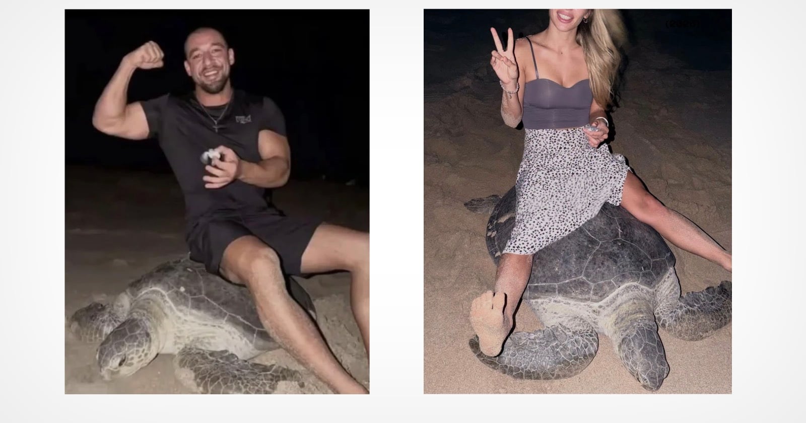 Ras Al Jinz Turtle Photos. Influencer Couple Face Legal Action in Oman