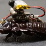 UQ Paraborg. The rescue cockroach that arrives carrying a loaded syringe