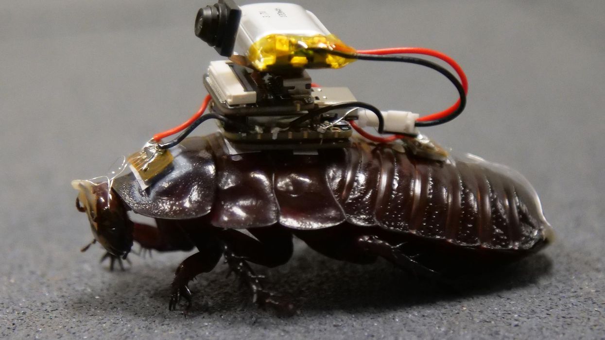 UQ Paraborg. The rescue cockroach that arrives carrying a loaded syringe