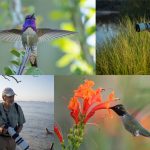 OM System Wild Birds Revealed. Season 2 puts hummingbirds in slow motion