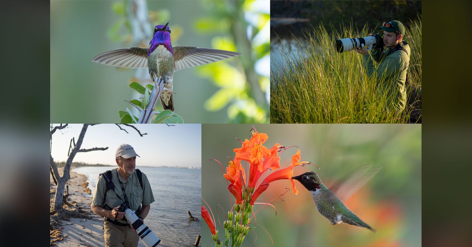 OM System Wild Birds Revealed. Season 2 puts hummingbirds in slow motion
